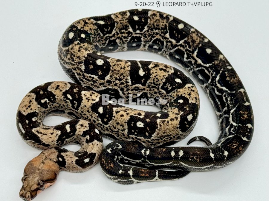 LEOPARD T+VPI